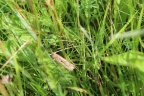 grasshopper