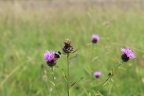 spot the bee