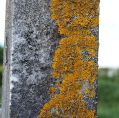 lichen