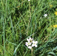 lady's smock or cuckoo flower