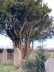 yew tree 2024