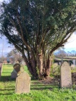 ground cleared around yew tree